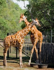 giraffes example of same sex attraction